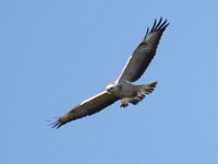 Maeusebussard helle Morphe 03